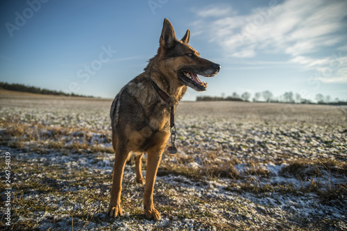 Deutscher Schäferhund im Winter © hopfi23