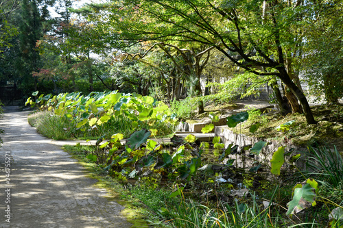Fototapeta Naklejka Na Ścianę i Meble -  蓮