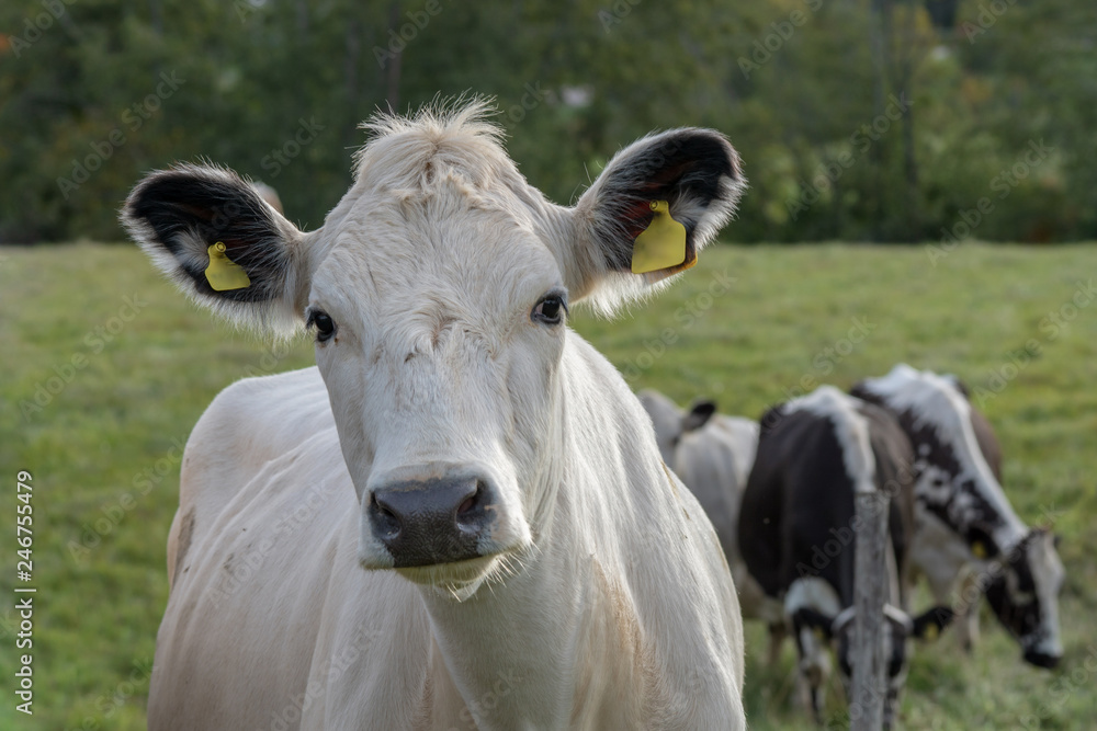 Closeup portrait of a white and black cow looking curiously at the photographer Closeup portrait of a white and black cow looking curiously at the photographer