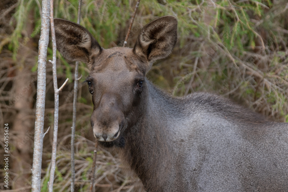 Moose calf in a scrubby forest in Sweden, with ears standing straight up Moose calf in a scrubby forest in Sweden, with ears standing straight up
