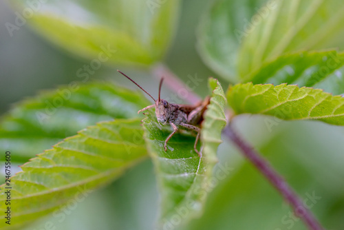 Front view of a grasshopper sitting in green leaves