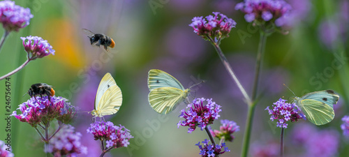 Fototapeta Naklejka Na Ścianę i Meble -  butterflies and bumblebees on flowers close up in the garden