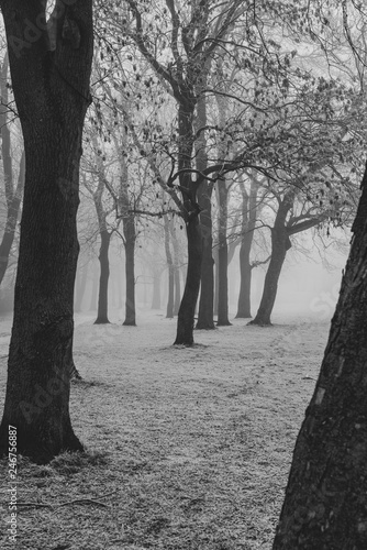 A Foggy Winter Park Scene In England