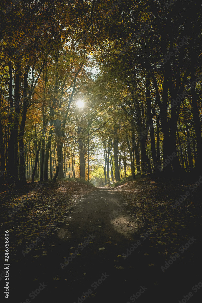 Fototapeta premium Waldweg im herbstlich gefärbten Wald - Silhouette