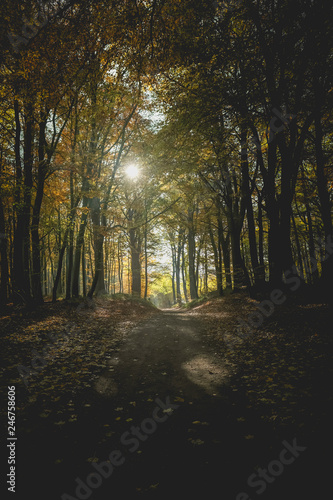 Waldweg im herbstlich gefärbten Wald - Silhouette