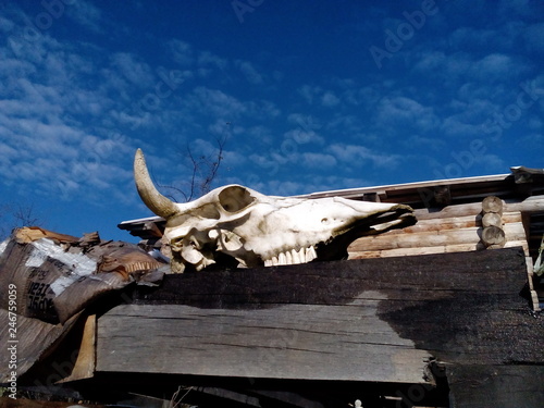 Skull of cattle under the bright sky. © ОЛЕСЯ