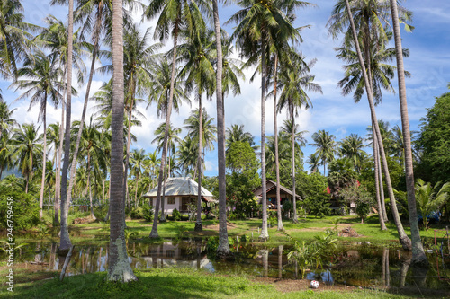 Tropical island countryside view with flooded meadow, coconut palm trees, a wooden house. A beautiful reflection. Floods are common in southern Thailand island of Koh Phangan. © Skaniai