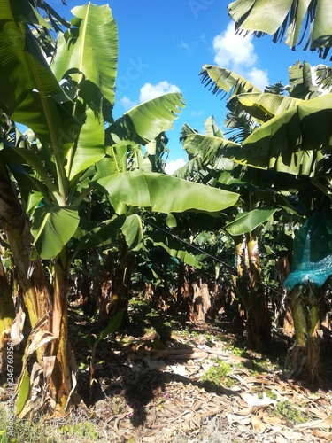 Banannplantage Martinique