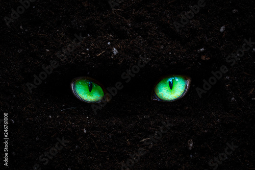 bright and green cat eyes glitter in the dark around the texture of the soil