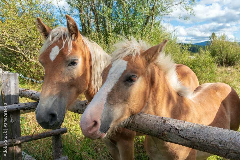 Naklejka premium Stute und Fohlen schauen über ein Gatter