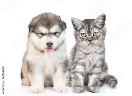 Alaskan malamute puppy sitting with tabby kitten. isolated on white background