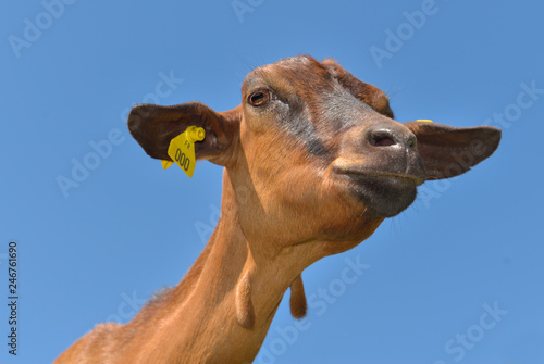portrait of a funny brown goat under bleu sky © coco