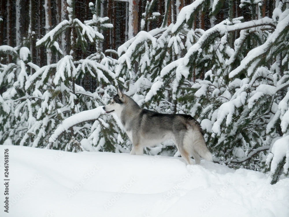 Naklejka premium Siberian husky dog in the wild. Winter landscape