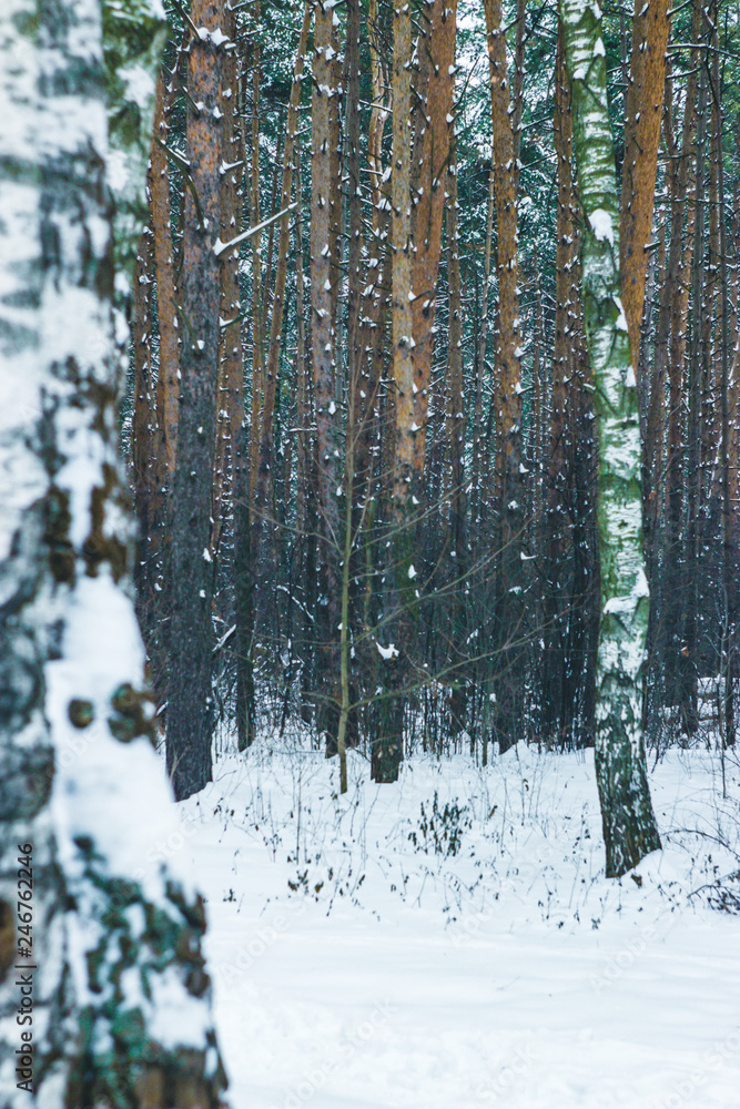 Fototapeta premium Winter in the forest