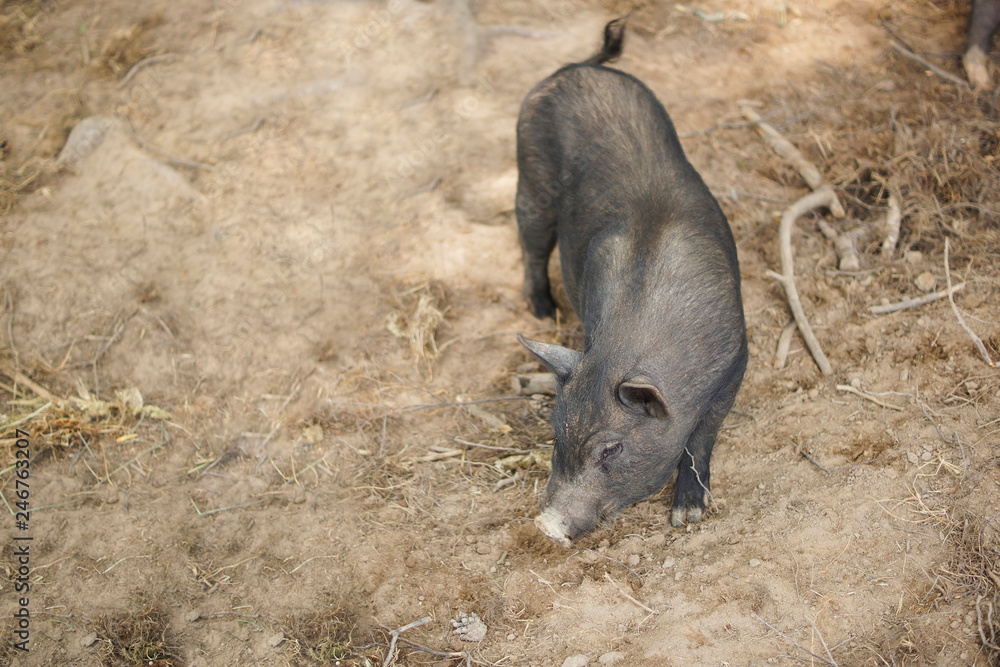 Black pig on the farm.