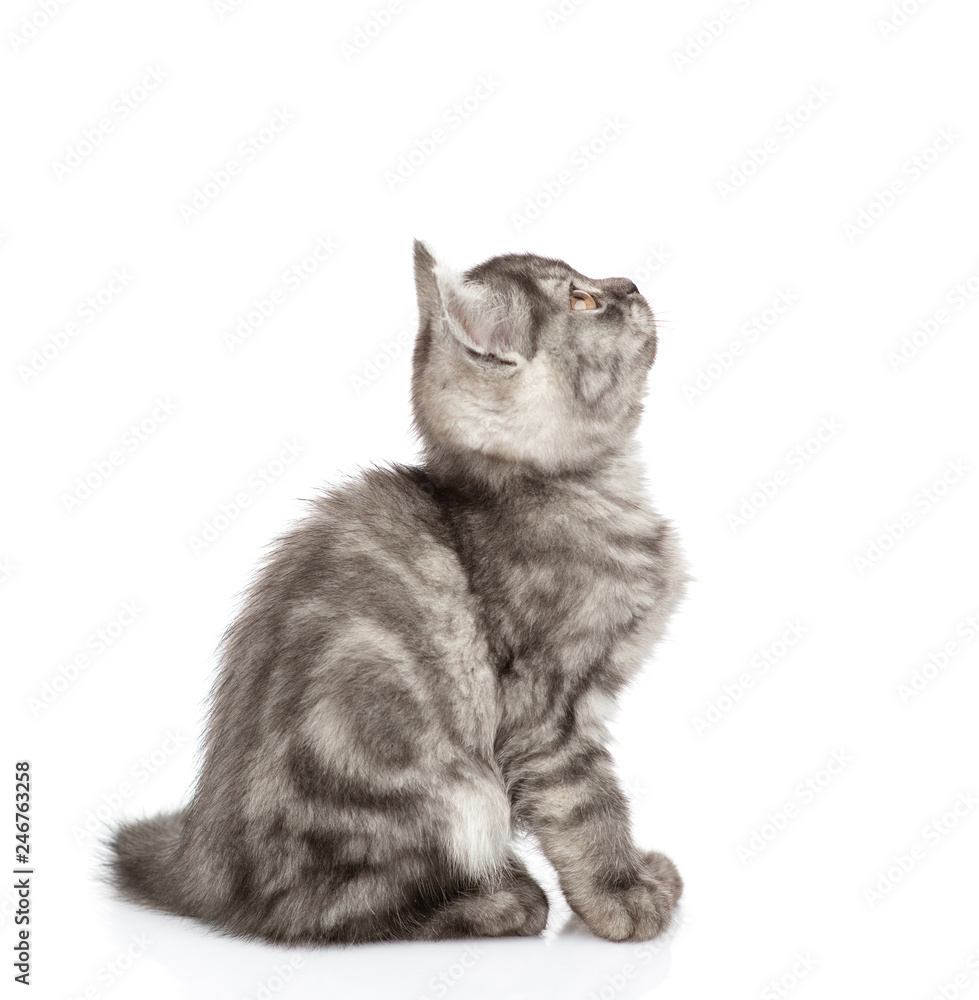 Scottish kitten sitting in profile and looking up. isolated on white background Scottish kitten sitting in profile and looking up. isolated on white background