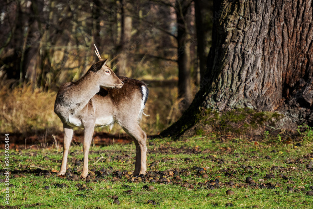 Young fallow-deer standing in the park under the tree looks over his shoulder. Young fallow-deer standing in the park under the tree looks over his shoulder.