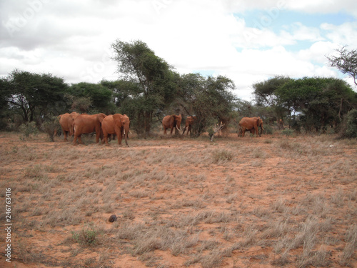 Photography herd of elephants