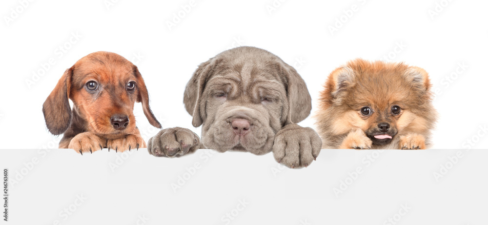 Group of dogs above empty white banner. isolated on white background. Empty space for text Group of dogs above empty white banner. isolated on white background. Empty space for text