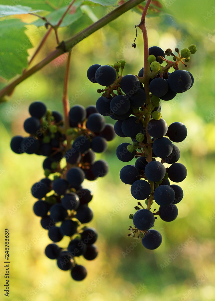 The branch of grapes growing in the garden. The branch of grapes growing in the garden.