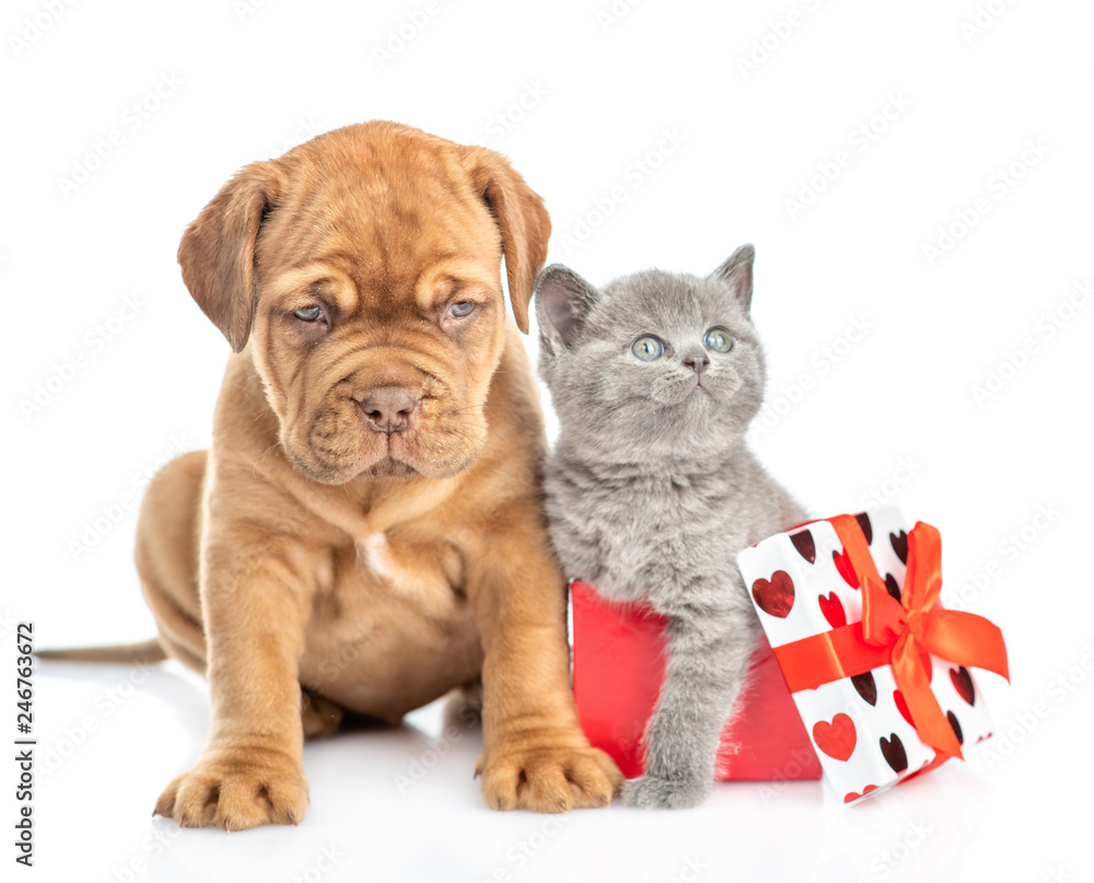 Mastiff puppy with kitten inside gift box. isolated on white background