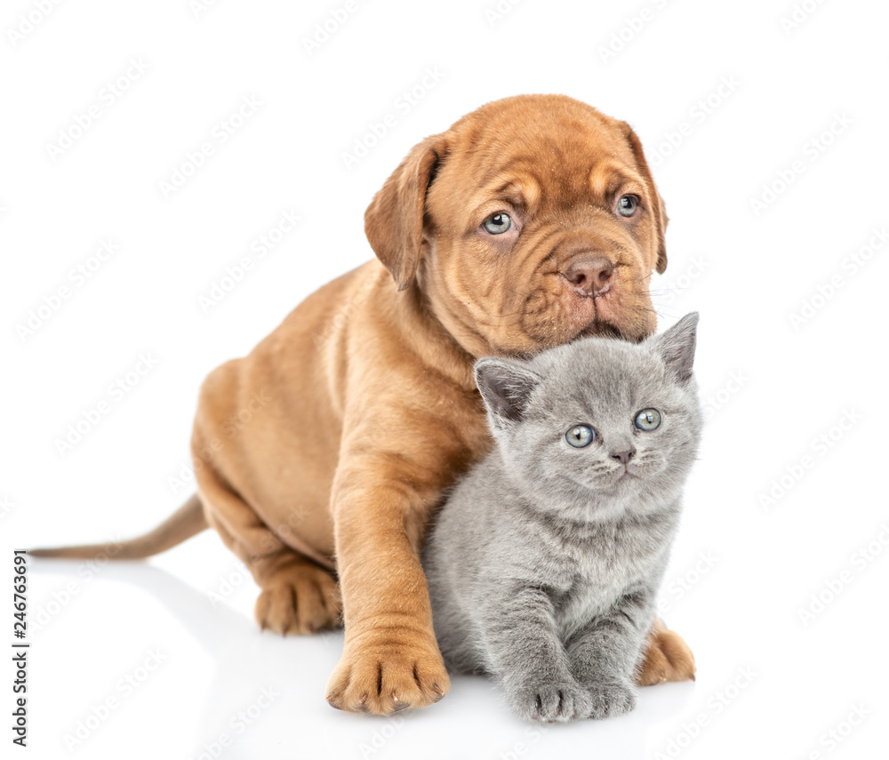 Puppy embracing kitten and looking at camera. isolated on white background