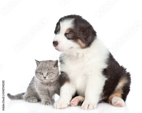 Portrait of a australian shepherd puppy and kitten. isolated on white background