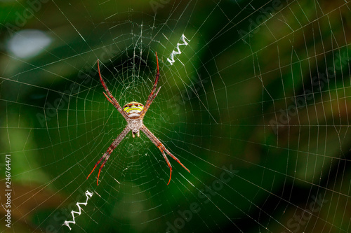 Image of multi-coloured argiope spider (Argiope pulchellla.) in the net. Insect. Animal.
