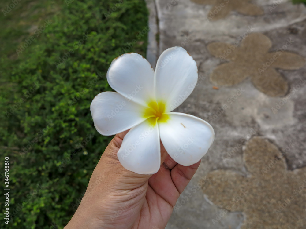 frangipani flower in hand frangipani flower in hand