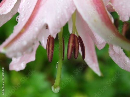Pale pink lily in rain drops with maroon stamens against green plants 