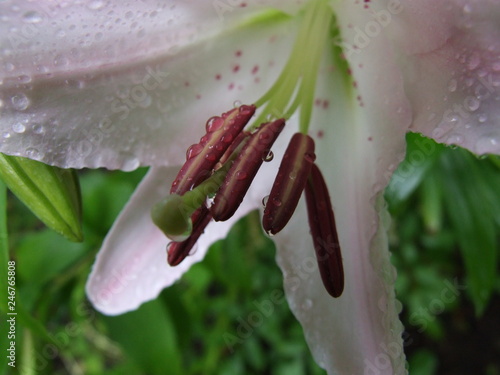 Maroon stamens of pale pink lily in rain drops against green plants 