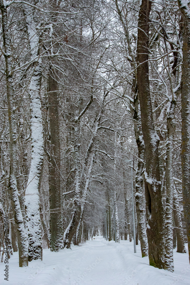 Fototapeta premium forest in winter