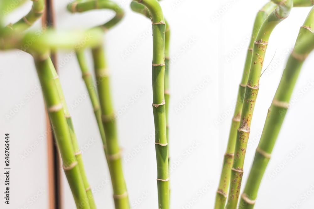 Fototapeta premium bamboo plant isolated