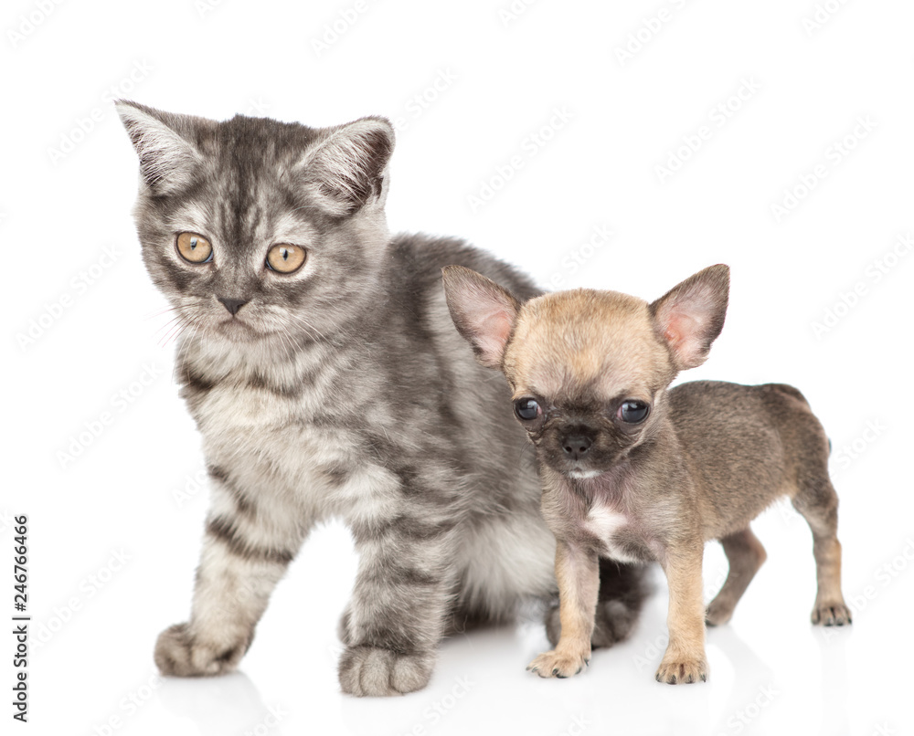 Chihuahua puppy standing with tabby kitten. Isolated on white background Chihuahua puppy standing with tabby kitten. Isolated on white background