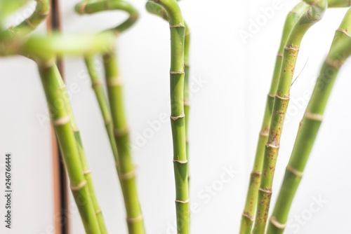 bamboo plant isolated