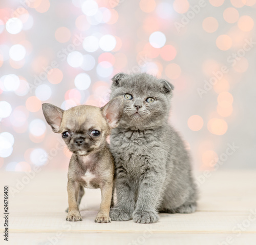 Chihuahua puppy with gray kitten on festive holidays background