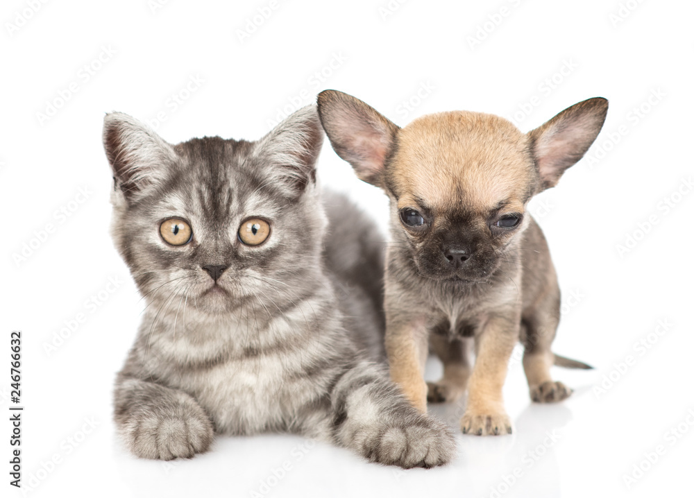Tabby kitten lying with chihuahua puppy. Isolated on white background Tabby kitten lying with chihuahua puppy. Isolated on white background