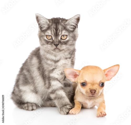 Tabby kittensitting with chihuahua puppy. Isolated on white background © Ermolaev Alexandr