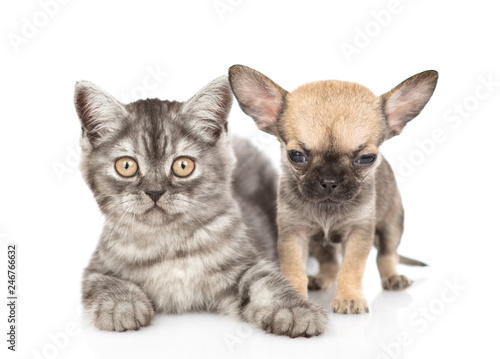 Tabby kitten lying with chihuahua puppy. Isolated on white background © Ermolaev Alexandr