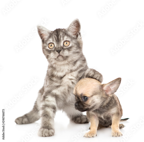 Playful kitten with chihuahua puppy. Isolated on white background