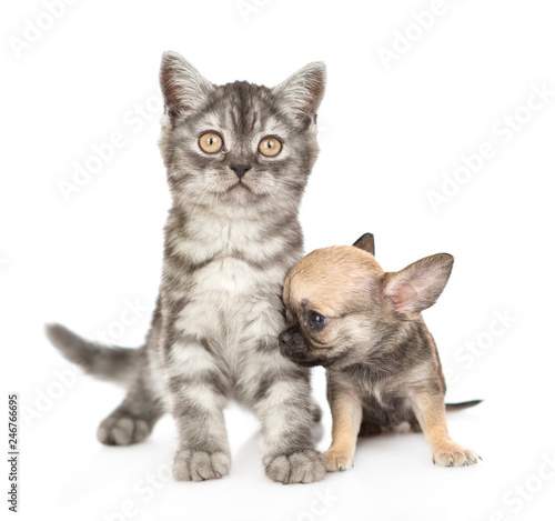 Chihuahua puppy and tabby kitten sitting together. Isolated on white background © Ermolaev Alexandr