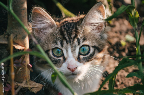 cat with green eyes