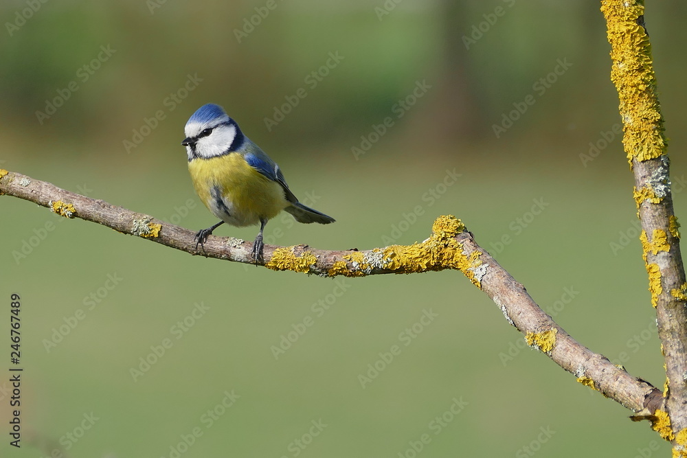 Obraz premium Blaumeise bluetit