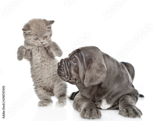 Playful kitten with mastiff puppy. isolated on white background