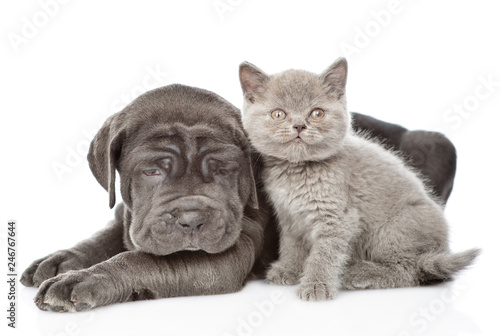 Neapolitan mastiff puppy and gray kitten looking at camera. isolated on white background