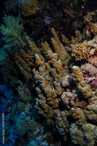 hard coral at the Red Sea, Egypt