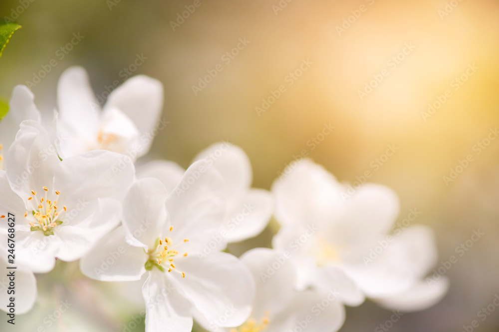Apple blossom close-up. Selective focus and very shallow depth of field