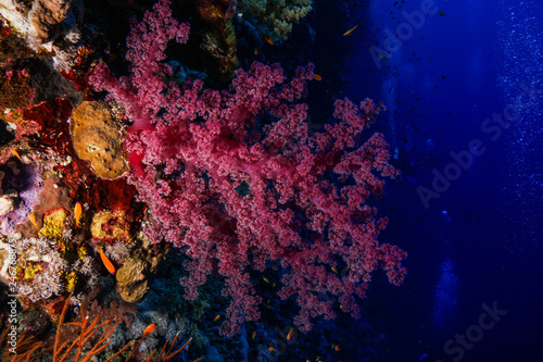 Soft corals at the Red Sea, Egypt