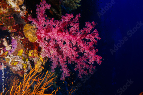 Soft corals at the Red Sea, Egypt