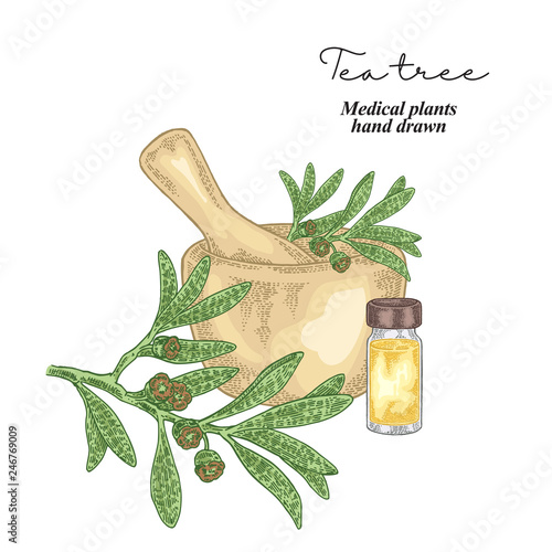 Tea tree flowers and leaves isolated on white background. Medical herbs set. Vector illustration hand drawn.